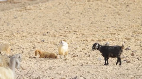 Goats herd in the desert Stock Footage 52703395