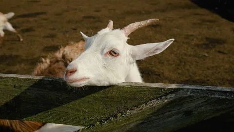 Goats on a herd farm. Selective focus. Stock Footage 155876327