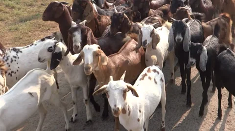 Goats Herd 스톡 동영상 33472217