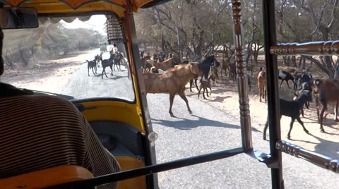 Goats Herd in forest Stock Footage 33376256