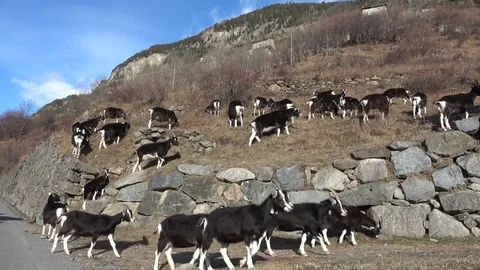 Goats herd in free range of same color white and brown 4k Vidéo 83926273