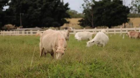 Goats herd grassing, summer Stock Footage 57403130