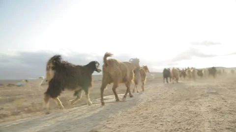 Goats herd walking in the desert Stock Footage 52703355