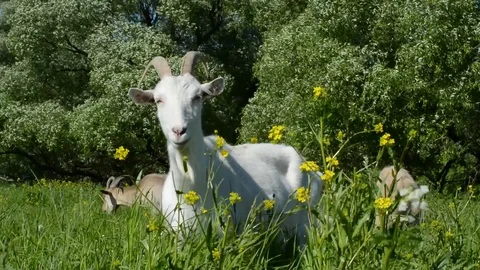 Goats in high green grass walk and eat flowers and plants in summer Stock Footage 90276929