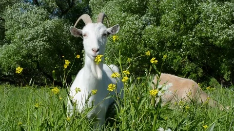 Goats in high green grass walk and eat flowers and plants in summer Stock Footage 90276973
