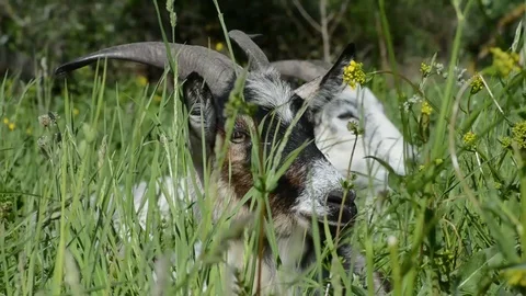 Goats in high green grass walk and eat flowers and plants in summer Stock Footage 90276982