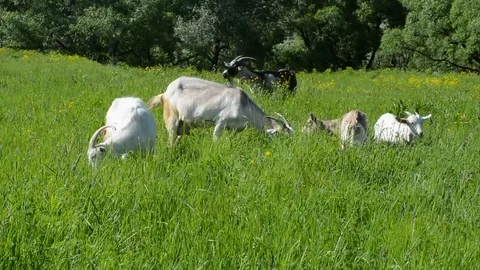 Goats in high green grass walk and eat flowers and plants in summer Stock Footage 90277210