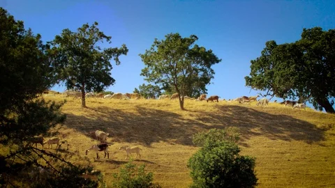 Goats on a Hill 01 Stock Footage 103237420