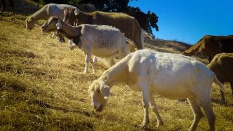 Goats on a Hill 03 Stock Footage 103237385