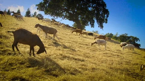 Goats on a Hill 04 Stock Footage 103237279