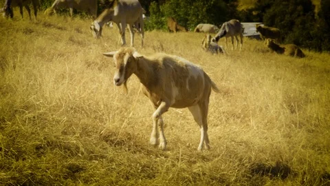 Goats on a Hill 05 Stock-Footage 103237296