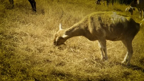 Goats on a Hill 06 Stock Footage 103237466