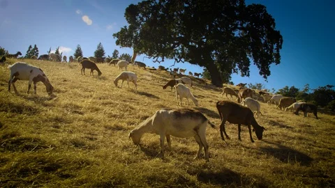 Goats on a Hill 07 Stock-Footage 103237454