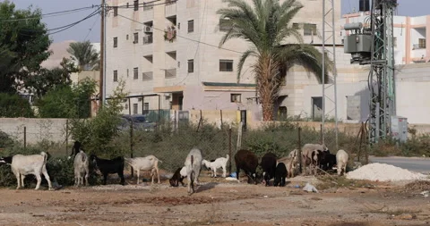 Goats in Jericho Stock Footage 230106635