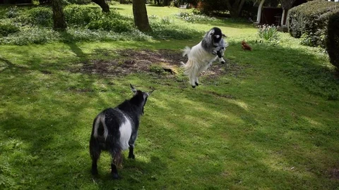 Goats Jumping and Butting Stock Footage 86710221