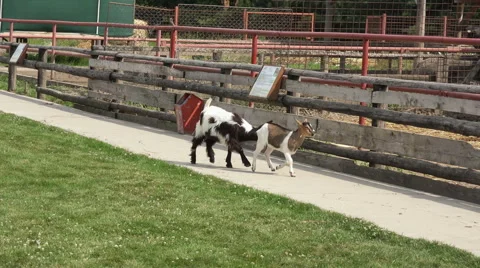 Goats jumping fence Stock Footage 40606715