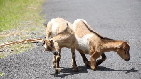 Goats laying in street Stock Footage 88922019