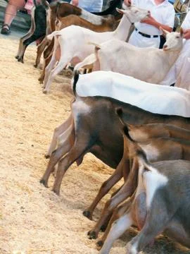 Goats lineup Stock Photos