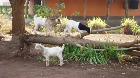 Goats on log Stock Footage 50231679