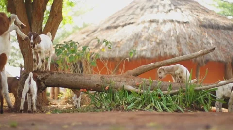 Goats on log low Vídeos de archivo 50231678