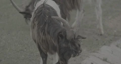 Goats with Long Horns Displaying Unique Patterns Outdoors Stock Footage 341358380