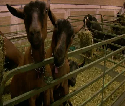 Goats look in camera Stock Footage 21678540