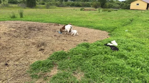 The goats look at the viewer. Video stock 302960693