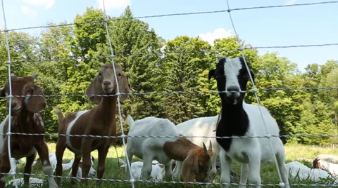 Goats Looking At Camera Stock Footage 60032472