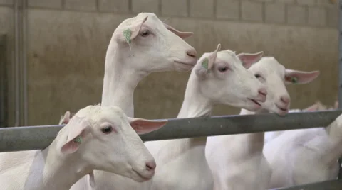 Goats looking left to right and back Stock Footage 55374822