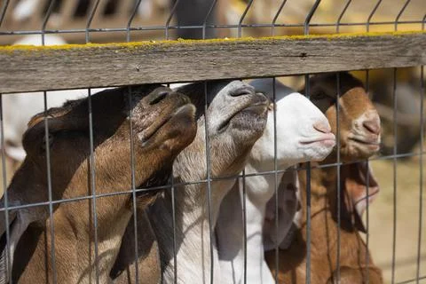 Goats Looking Through a Rustic Farm Fence Stock Photos