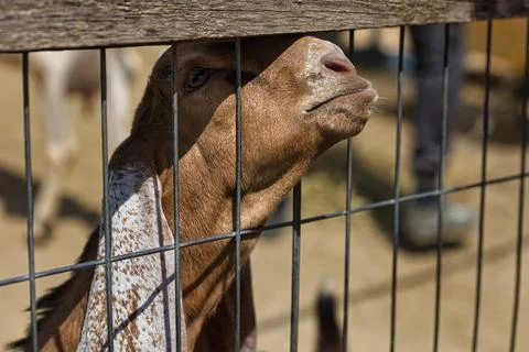 Goats Looking Through a Rustic Farm Fence Stock Photos
