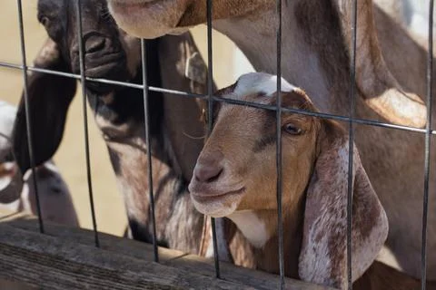 Goats Looking Through a Rustic Farm Fence Fotos Stock