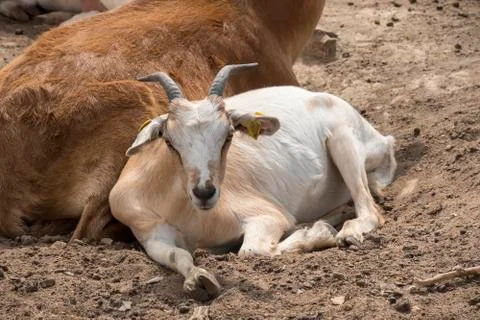 Goats lying resting Stock Photos