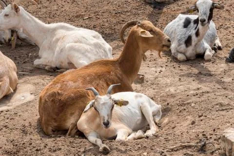 Goats lying resting Stock Photos