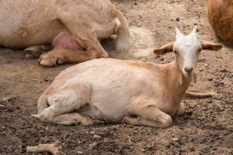Goats lying resting Stock Photos