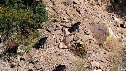 Goats make their way up the rocks. Stock Footage 234965372