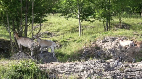 Goats on the meadow. Stock Footage 39532094