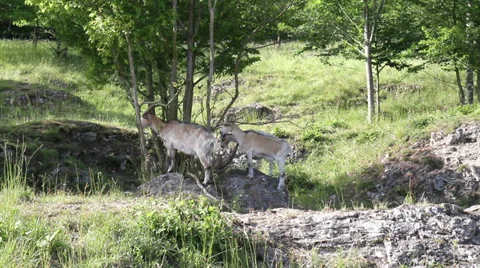 Goats on the meadow. Stock Footage 39645447