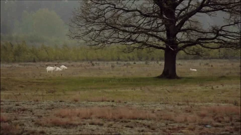 Goats in the meadow Stock Footage 60625770