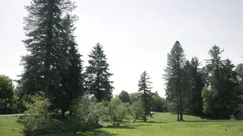 Goats in a Meadow Stock Footage 67464137