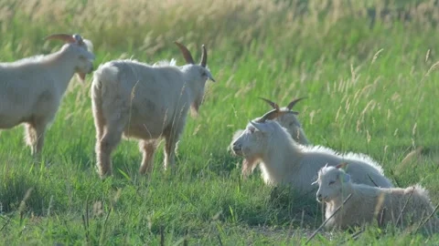 Goats in the meadow 스톡 동영상 258188239