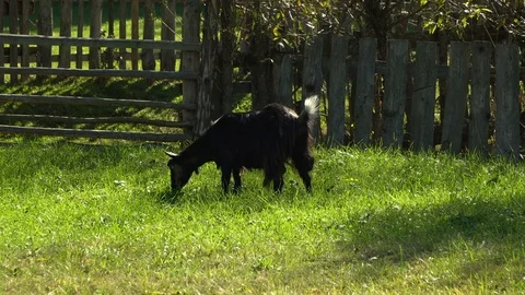 Goats in the meadow. Goats eating grass on a green meadow. Stock Footage 96478286