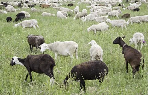 Goats in meadow Stock Photos