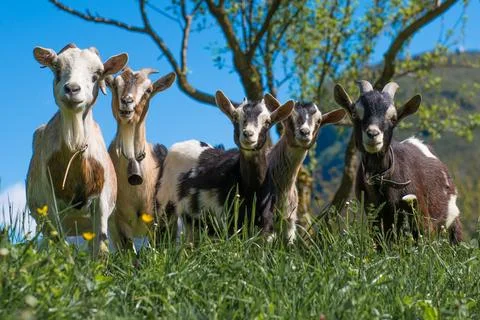Goats in the meadow Stock-Fotos