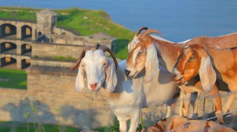 Goats Medium Shot Stock Footage 36265673