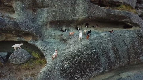 Goats on the Meteora rock Stock Footage 239248413