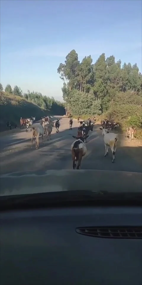Goats in the middle of the road Stock Footage 316048796