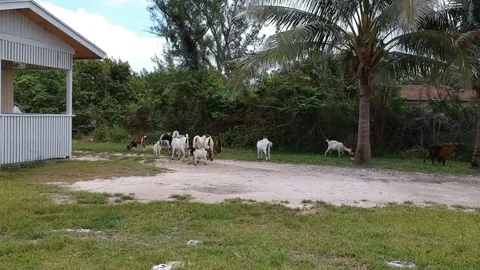 Goats Mingling in Rural Yard at High Rock, Grand Bahama, Bahamas Stock Footage 88787889
