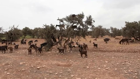 Goats in morocco with argan trees Stock Footage 80397335