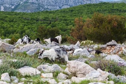 Goats on Mount Srd Stock Photos